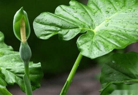 滴水觀音 植物|滴水觀音的繁殖：分株